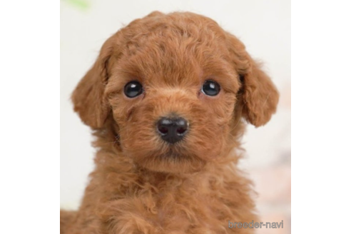 成約済の千葉県のトイプードル-226448の3枚目